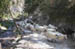 Sheep on trail