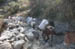 Mules on the trail
