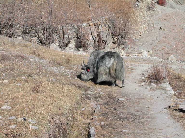 Yak