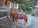 Mattor p� mula