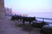 Water buffaloes