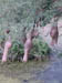 Hospet: Sastry's land