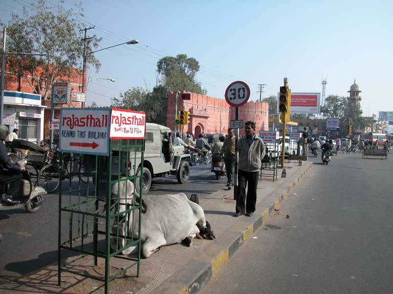 Jaipur, The pink city: A cow in the street