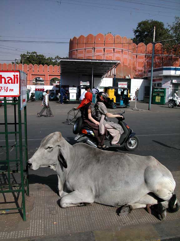 Jaipur, The pink city: A cow in the street