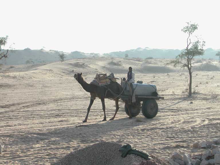 Camel in the desert