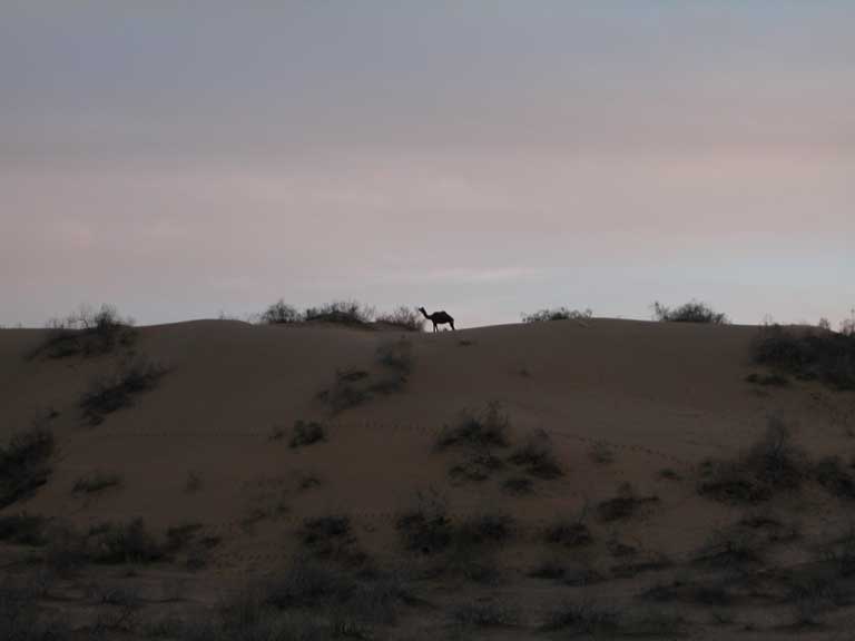 Camel at sunset