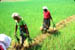 Karumalloor Women carry rice plant bundles
