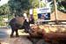 Karumalloor Elephant logging