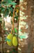 Karumalloor Jackfruit tree