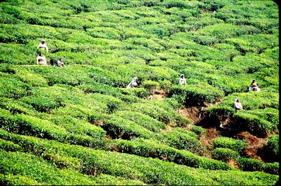 Munnar Tea plantation