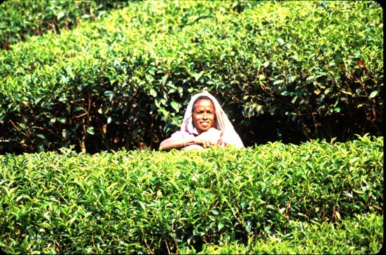 Munnar Tea picker