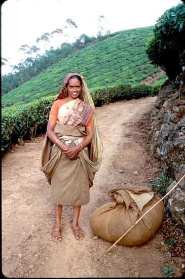Munnar Tea picker on path
