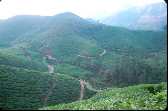 Munnar Tea plantation view