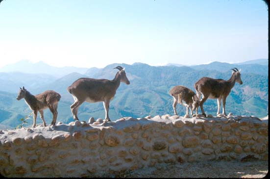 Munnar NilgiriTahr on wall