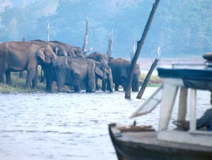 Thekkadi Elephants enter lake