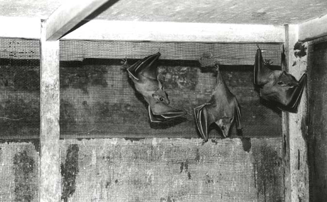 Thrissur Bats at Batman of Kerala