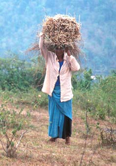 Thekkadi Woman collecting branches