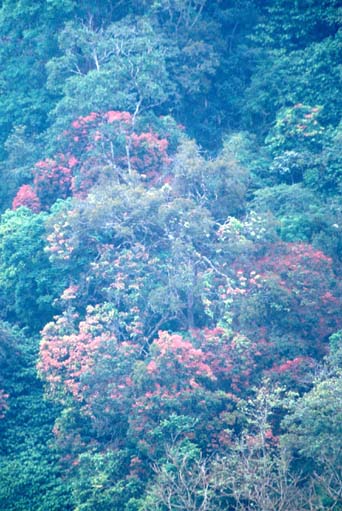 Thekkadi Colorful trees