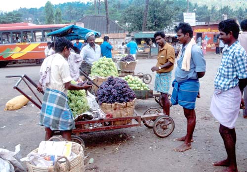 Thekkadi Grape sales carts