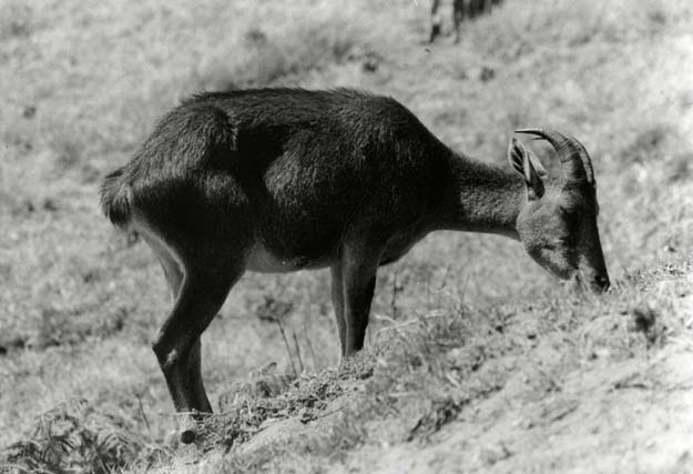 Eravikulam Nilgiri tahr