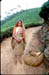 Munnar Tea picker on path
