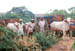Aihole Ox cart w men