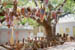Tirupati Kapilesvarasvami temple tree