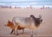 Puri Beach cows