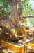 Bodhgaya The Bo tree