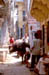 Varanasi Water buffalo