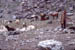 Ladakh Goats and herders