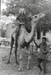 Jodhpur Surain riding camel