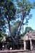 AngkorWat TaProhm Trees grow amongst ruins