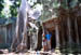 AngkorWat TaProhm S&R n tree