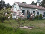 Magnolian