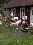 Magnolian