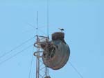 Faro: Storkar