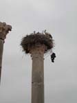 Volubilis: Ruiner