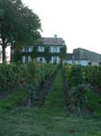 St Emilion, Bordeaux: Ving�rdar