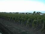 St Emilion, Bordeaux: Ving�rdar