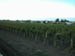 St Emilion, Bordeaux: Vineyards