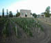 St Emilion, Bordeaux: Vineyards