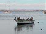 Encore des pelicans