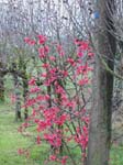 Juignac, Charente