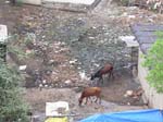 Maharashtra, Mumbai (Bombay): De f�rsta korna nedanf�r hotellet