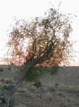 Rajasthan: Le desert de 'thar'