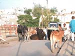 Rajasthan, Udaipur: Des vaches et un pousse-pousse