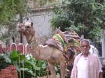 Rajasthan, Pushkar