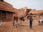 Rajasthan, Jaisalmer: Un chameau travaille