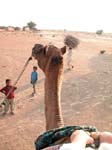Rajasthan, le desert de thar: Promenade en chameau